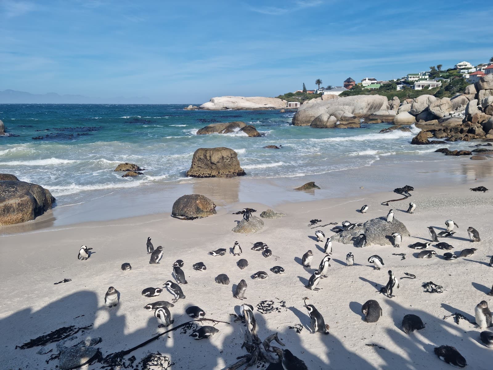 Boulders Beach Penguin Colony