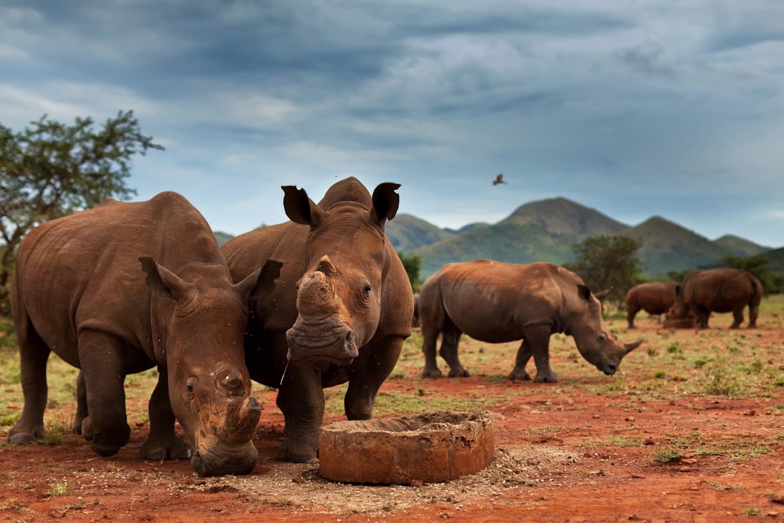 Kruger National Park