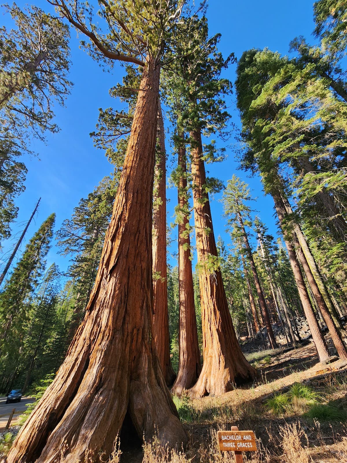 Mariposa Grove