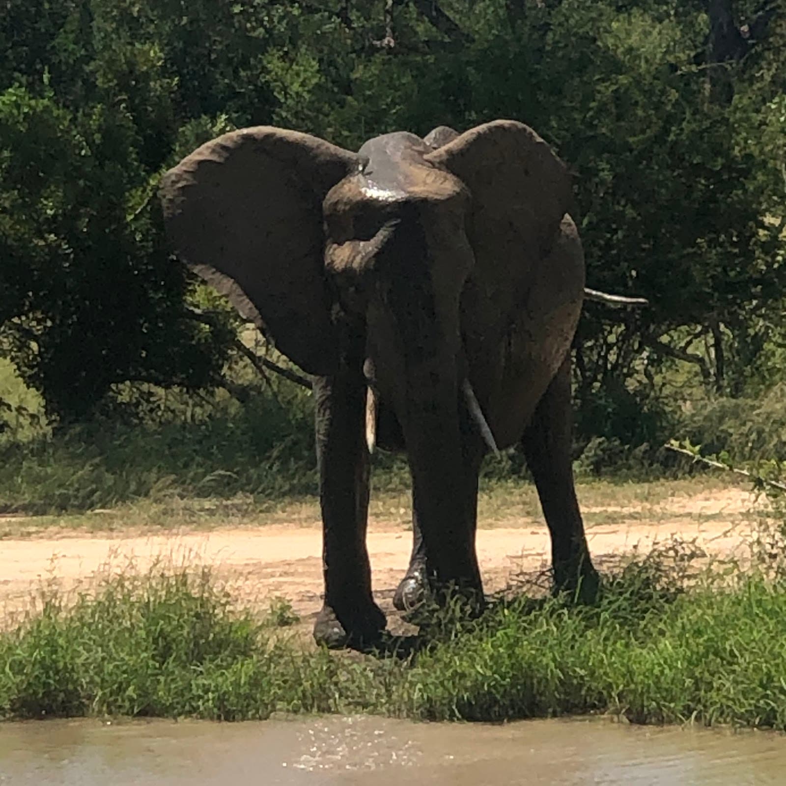 Wildlife Safaris